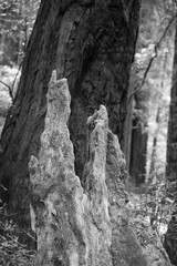 Fototapeta na wymiar Trees deformed in black and white