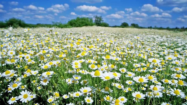 White flowers daysies