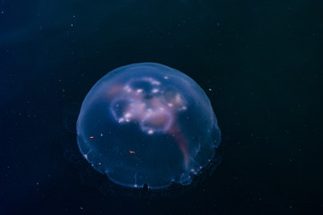 Jellyfish, baltic sea
