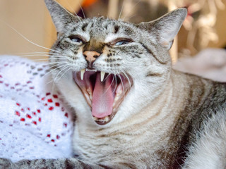 close up on grey tabby cat face yawning big opened mouth