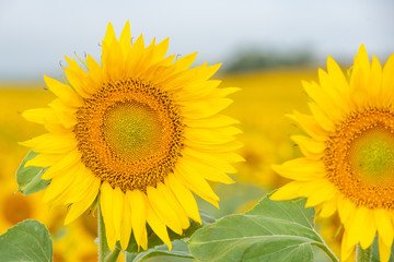 Obraz premium sunflower in the field