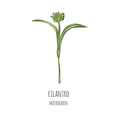 Hand drawn cilantro micro greens. Vector illustration in sketch style isolated on white background.