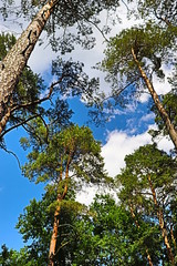 trees in the forest