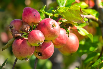 Apples on a branch in the garden. Harvest concept