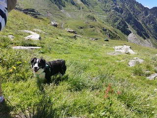 Dog in mountains