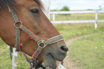horse head licks the fence beam, brown horse near the fence