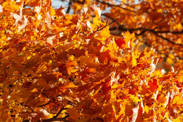 golden leaves on the tree in fall