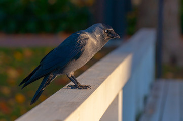 Jackdaw on a wooden railing.