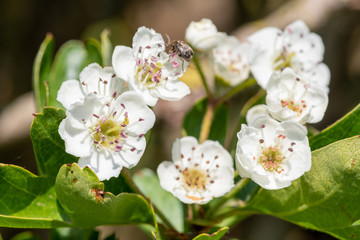 Close up of mayflower (crataegus laevigata) blossom
