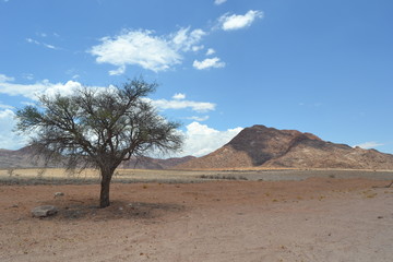Naklejka premium tree in the desert