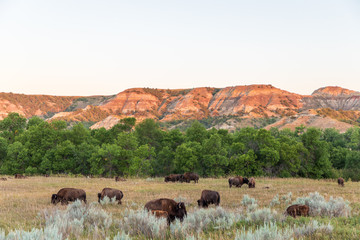 Buffalo in field at sunrise