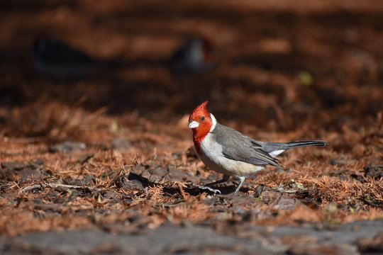 red-crested cardinal (Paroaria coronata)