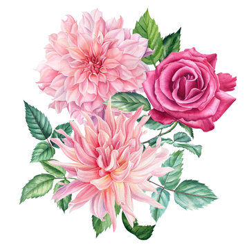 Bouquet of pink dahlia and roses flowers, isolated white background, watercolor botanical illustration