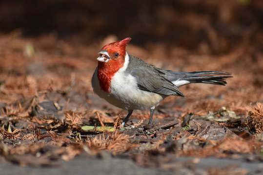 red-crested cardinal (Paroaria coronata) feeding