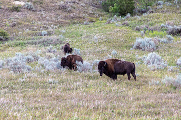 Grazing buffalo