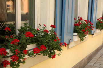 Beautiful red geranium blooms on shuttered windows