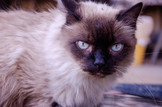 close up on a ragdoll old cat with blue eyes sitting on floor