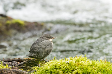 Young Dipper (Cinclus cinclus) by the river waiting for adult bird to bring food