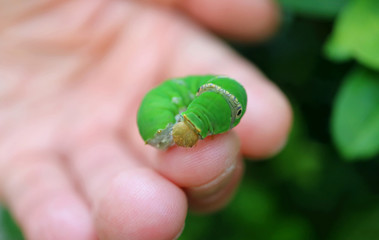 Closeup a Vivid Green Lime Swallowtail Caterpillar on the Finger