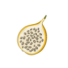 Vector set of passion fruit, passionfruit. Hand drawn stylized granadilla. Vector illustration, isolated on white background. Graphic cut pieces.Illustration for logo or icon.