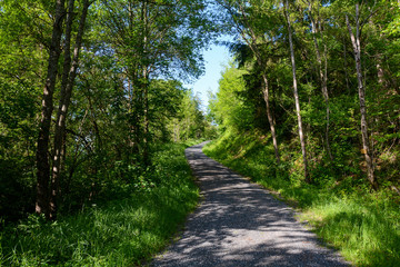 Fototapeta na wymiar A path through the green forest