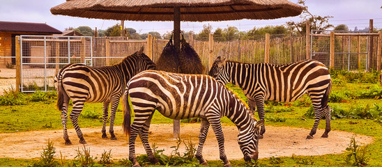 Fototapeta premium Three zebras in the zoo