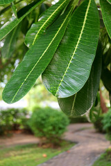 Closeup Green Plumeria Leaves with Blurry Garden Path in Background