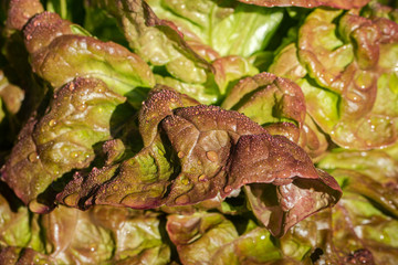 Lush foliage of vegetables reflecting the sunlight in selective focus.