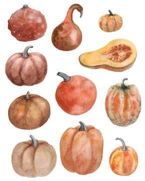 Watercolor set with orange pumpkins on the white background. Thanksgiving illustrations. Happy Halloween collection
