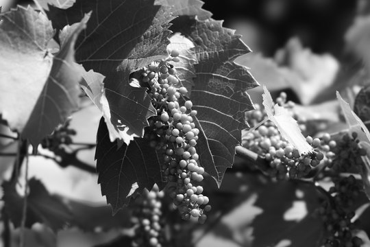 grapes moezel germany