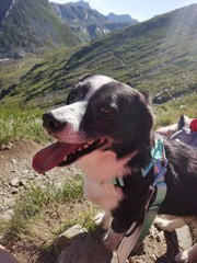 dog in the mountains