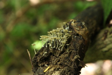 Agaricoide II