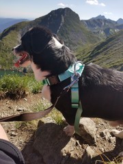 dog in the mountains