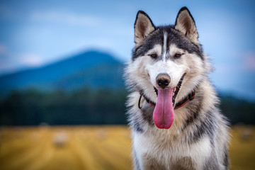 siberian husky portrait in nature