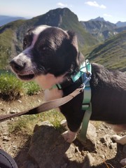 dog in the mountains