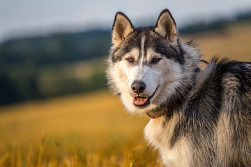 siberian husky portrait in nature