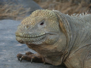 galapagos land iguana