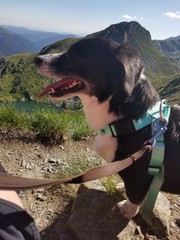 dog in the mountains