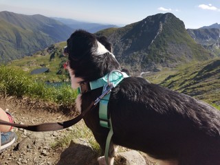 dog in the mountains