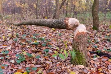 Trees felled by wild beavers