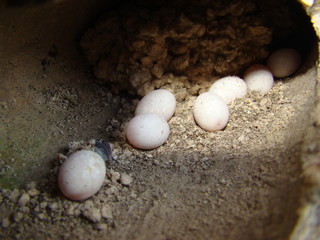 lizard eggs was found in a small hole close up of skink eggs
Skink : a smooth-bodied lizard
reptiles, reptile, animals, animal, wildlife, wild nature, forest, woods, garden, park