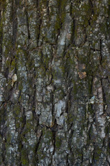 Rough tree bark with moss