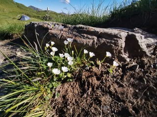 flowers on the rock