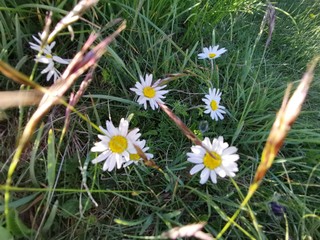 daisies in the grass