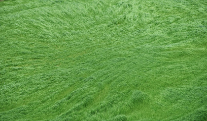 緑のジュータン　風にそよぐ草原