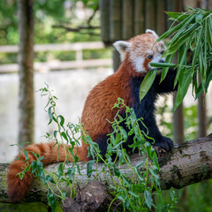 red panda eating bamboo