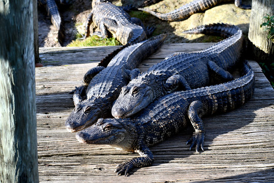 Alligators protecting a dock