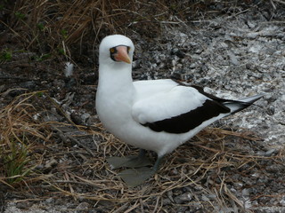 white goose in the nest