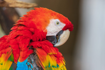 Red-and-green macaw - Ara chloropterus - Ara rouge et vert