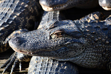 Side view of large alligator